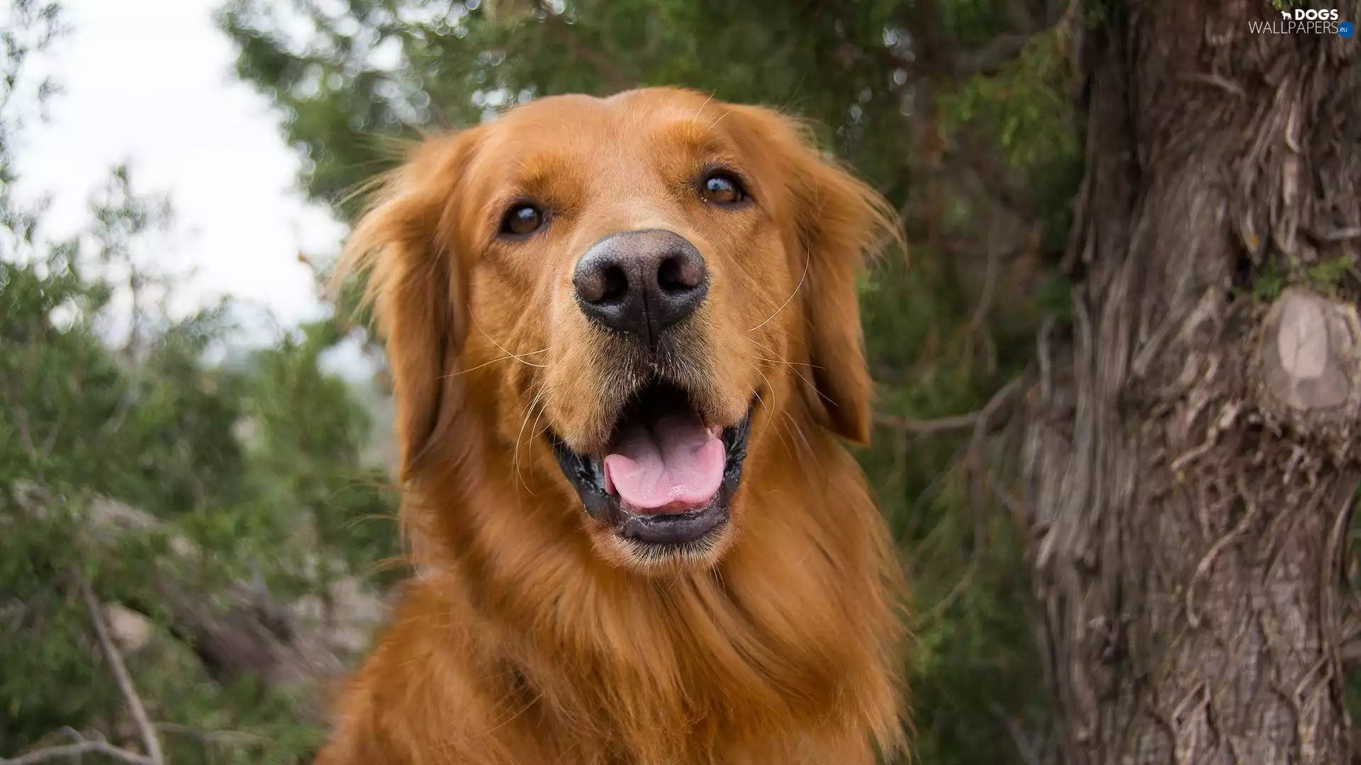 Golden Retriever, Tounge