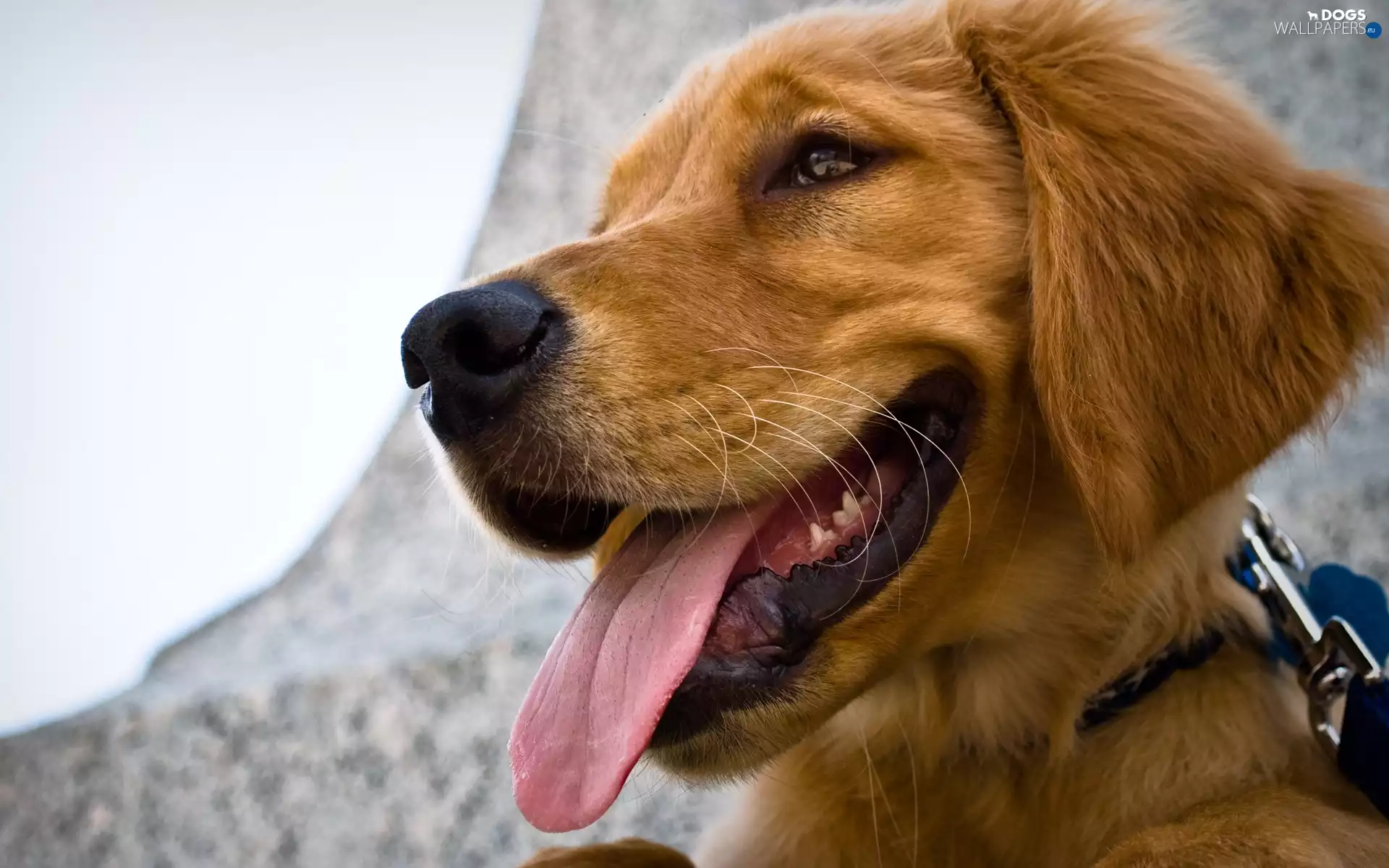 Golden Retriever, Tounge