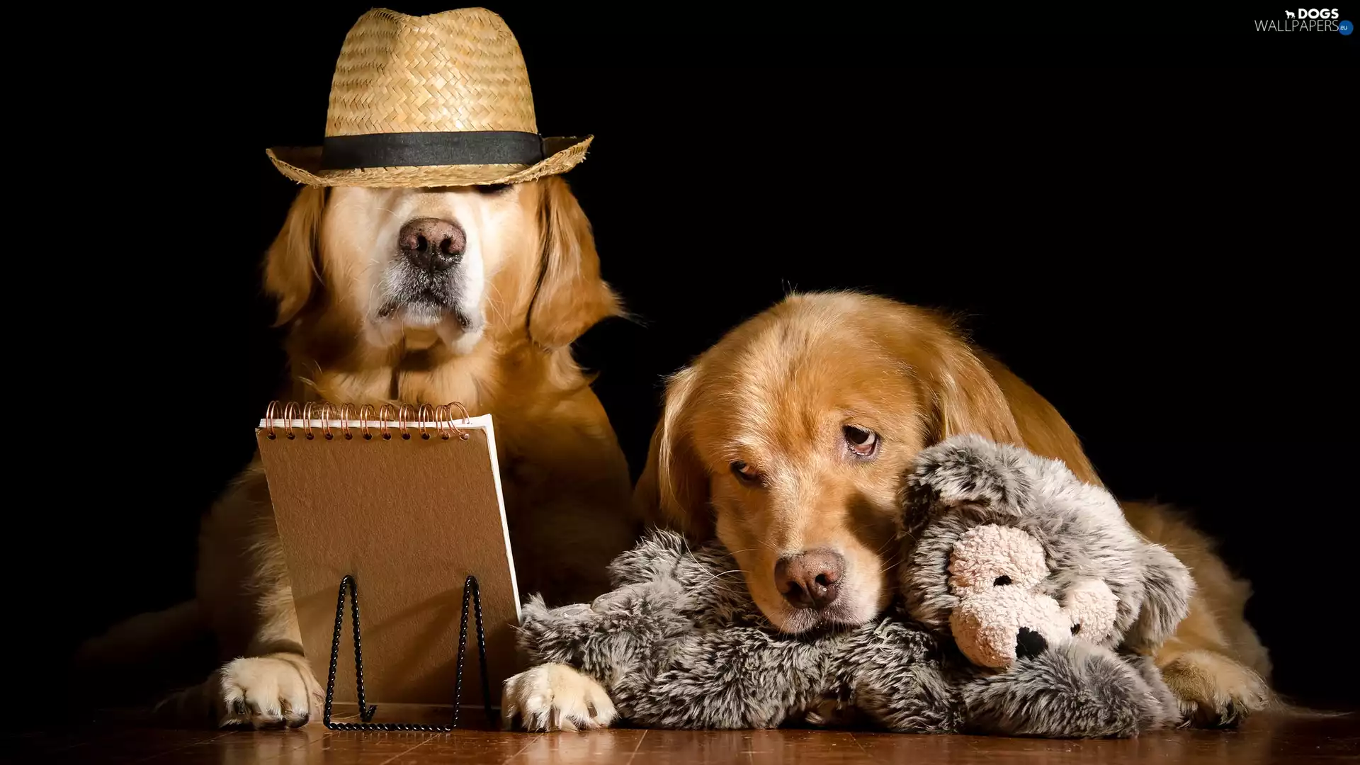 Golden Retriever, Two cars, Draft, plush toy, Hat, Dogs