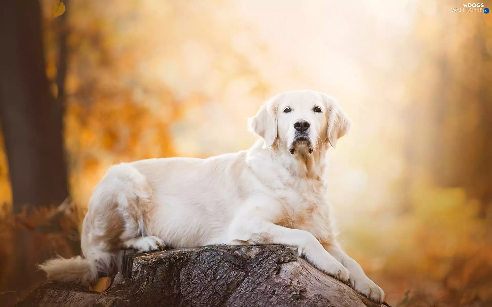 Golden Retriever, trunk