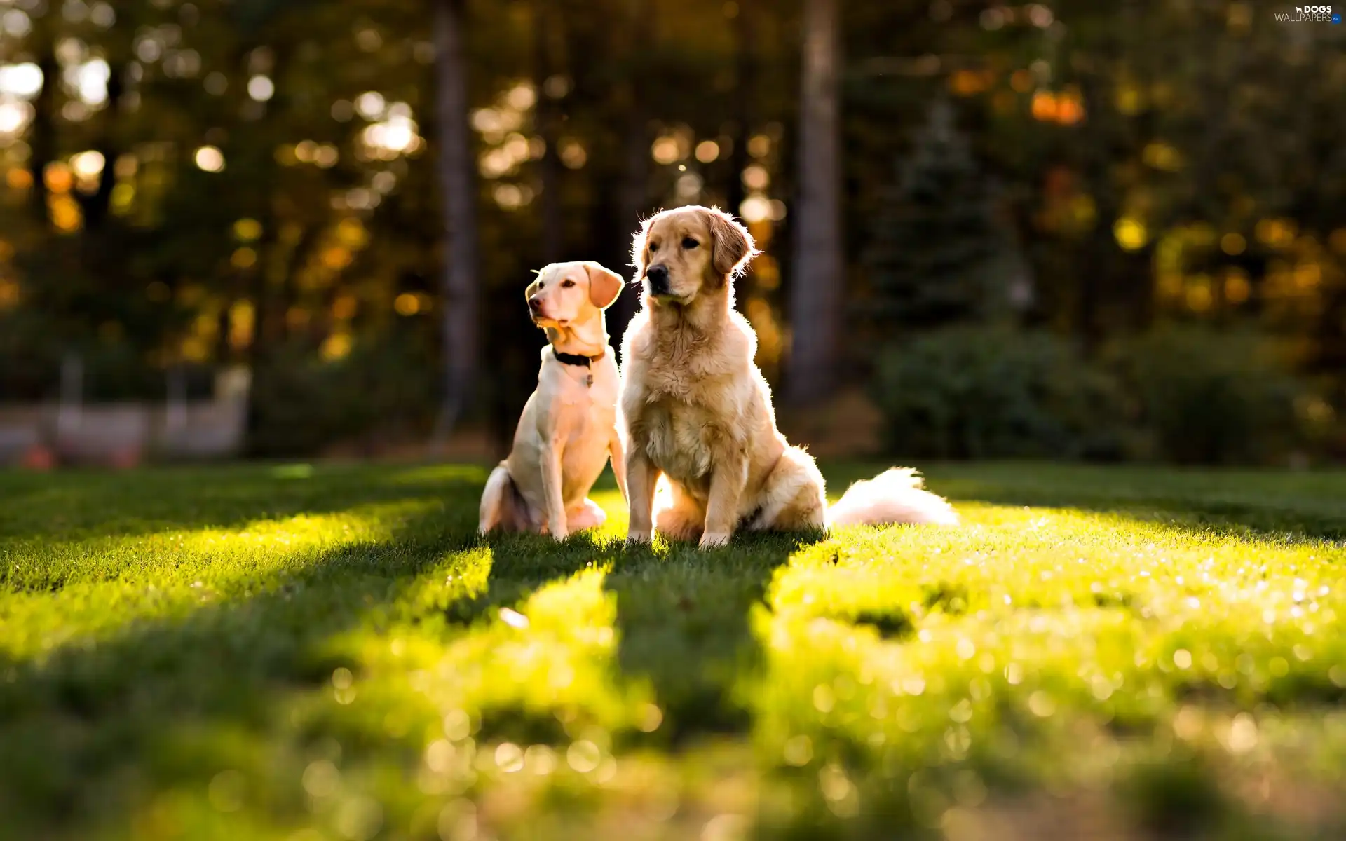 golden, retrievers, Two cars