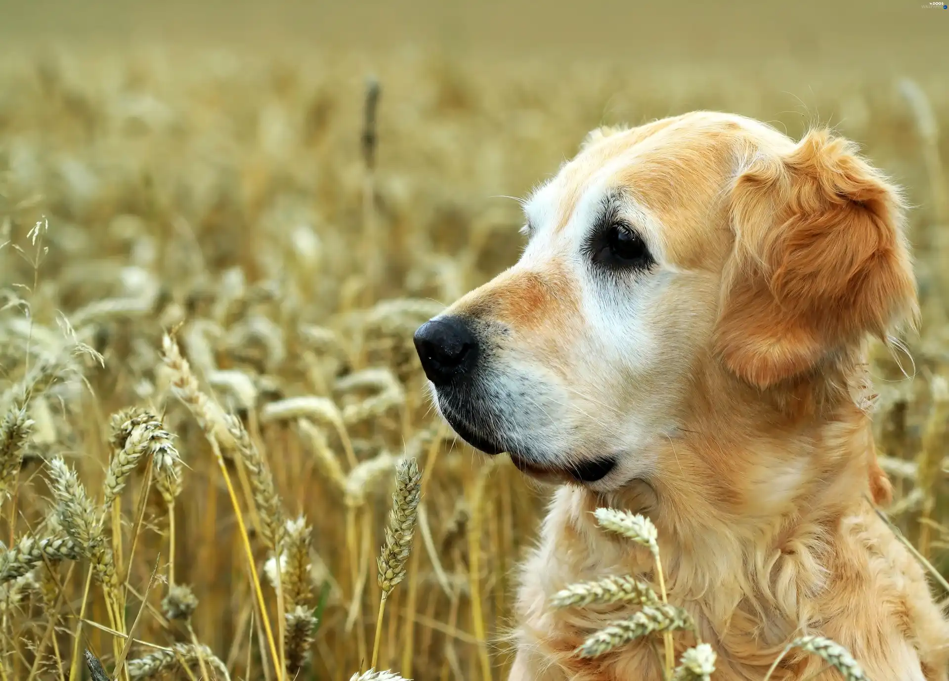 wheat, Golden Retriever
