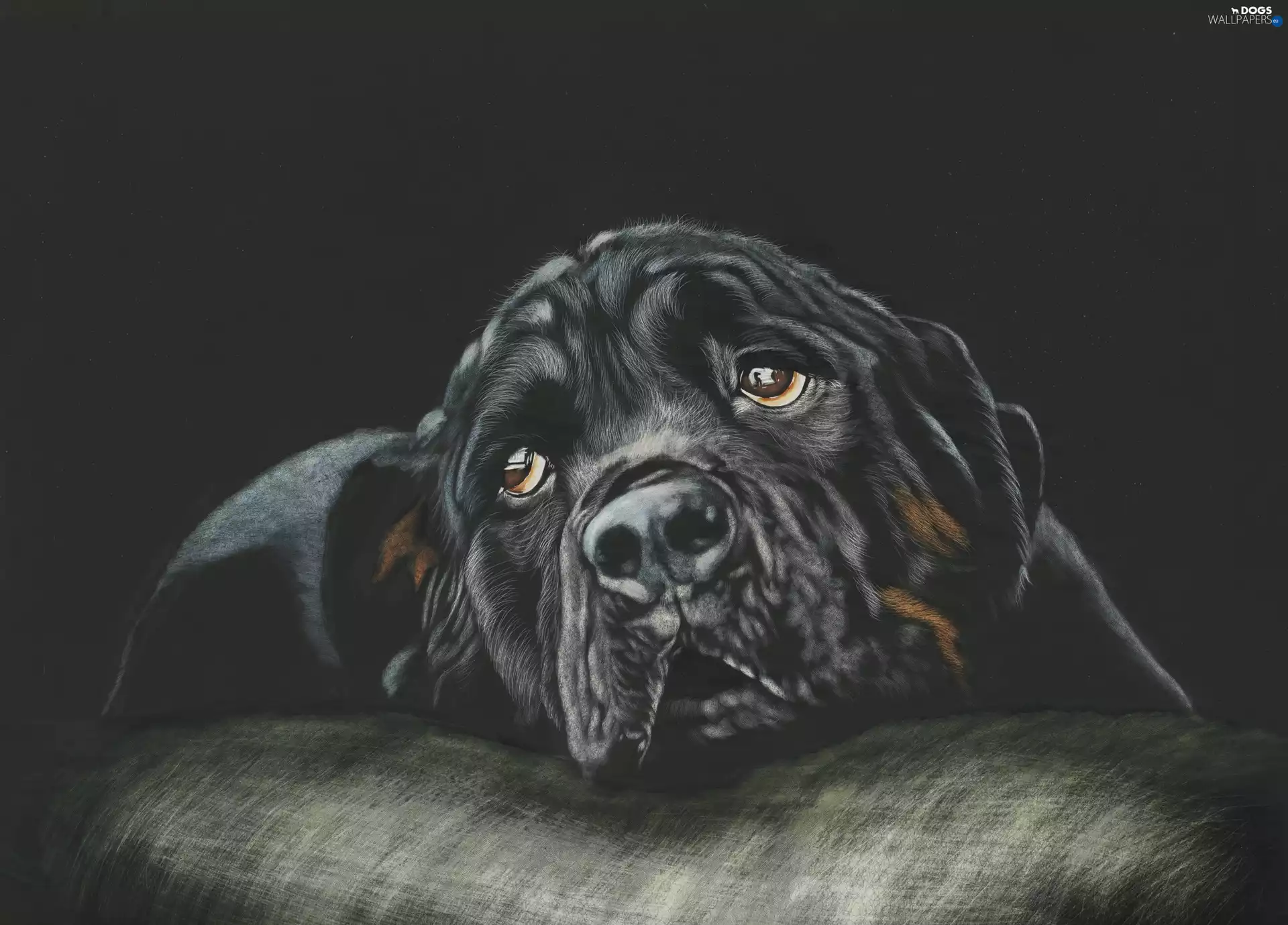 graphics, dog, Rottweiler