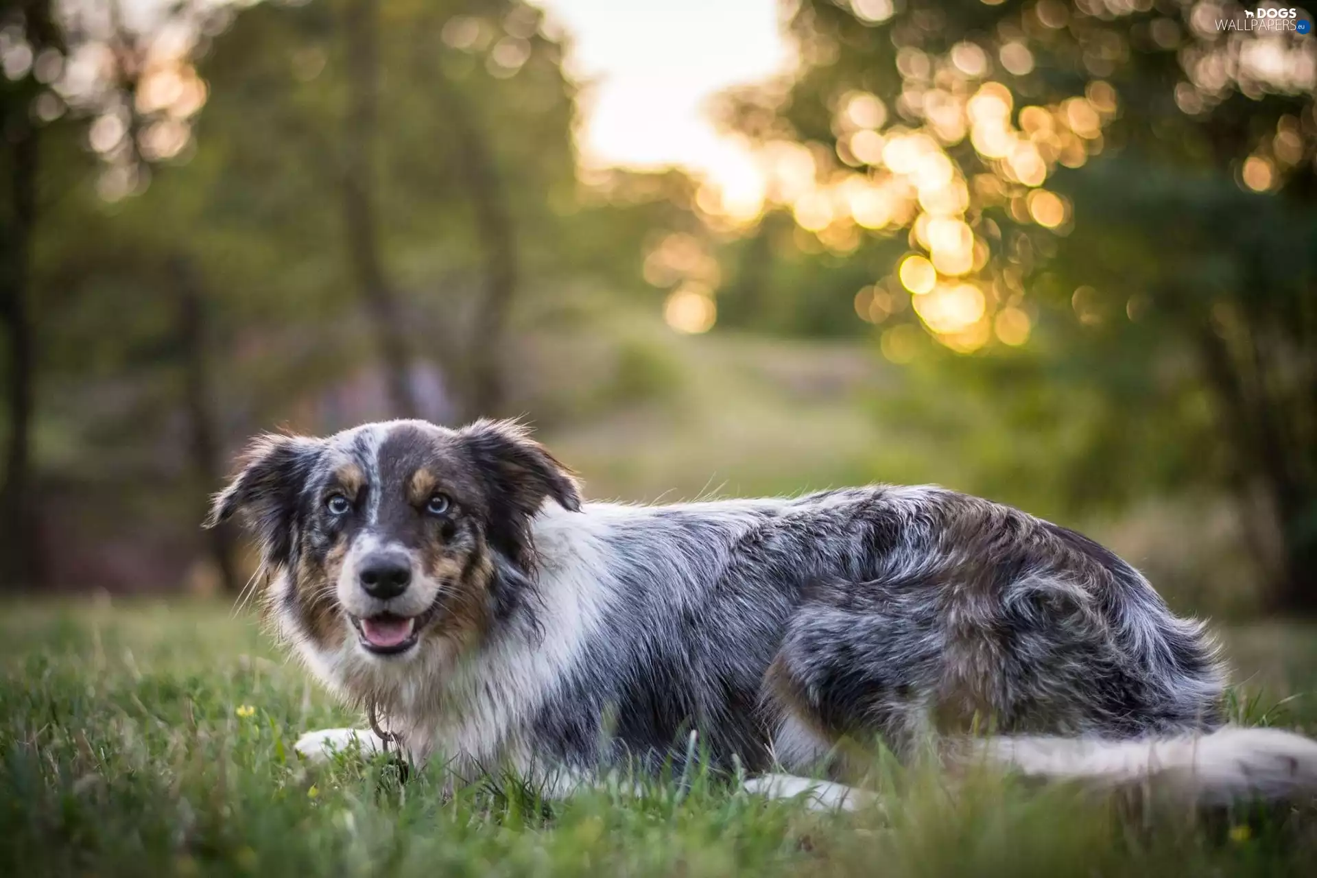 Australian Shepherd, dog, grass