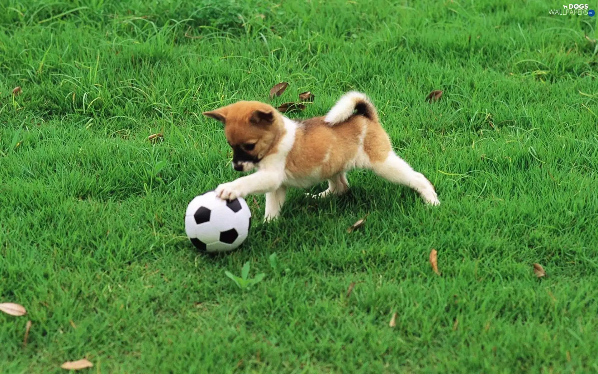 grass, Puppy, Ball