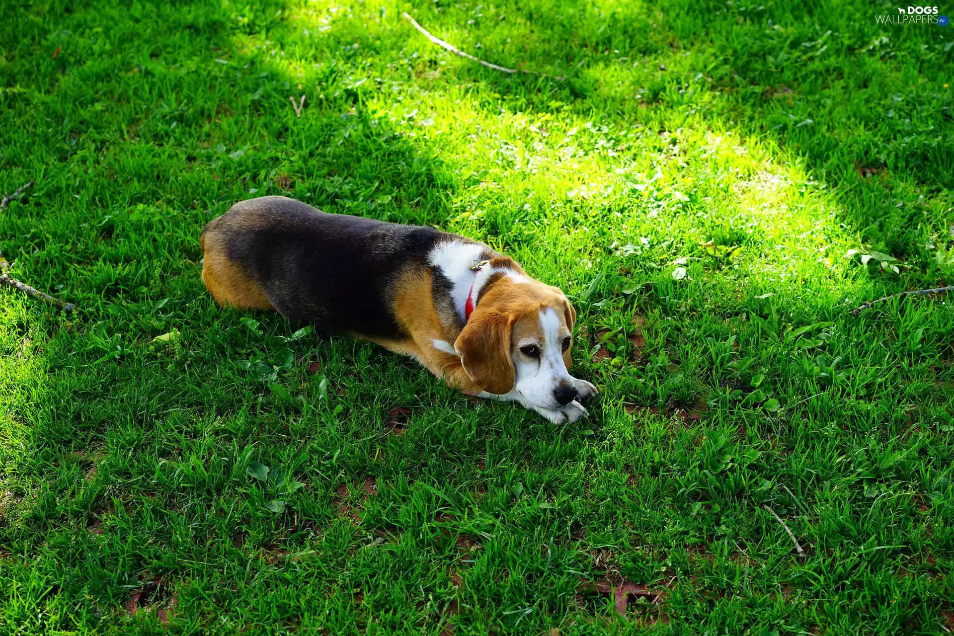 grass, lying, Beagle
