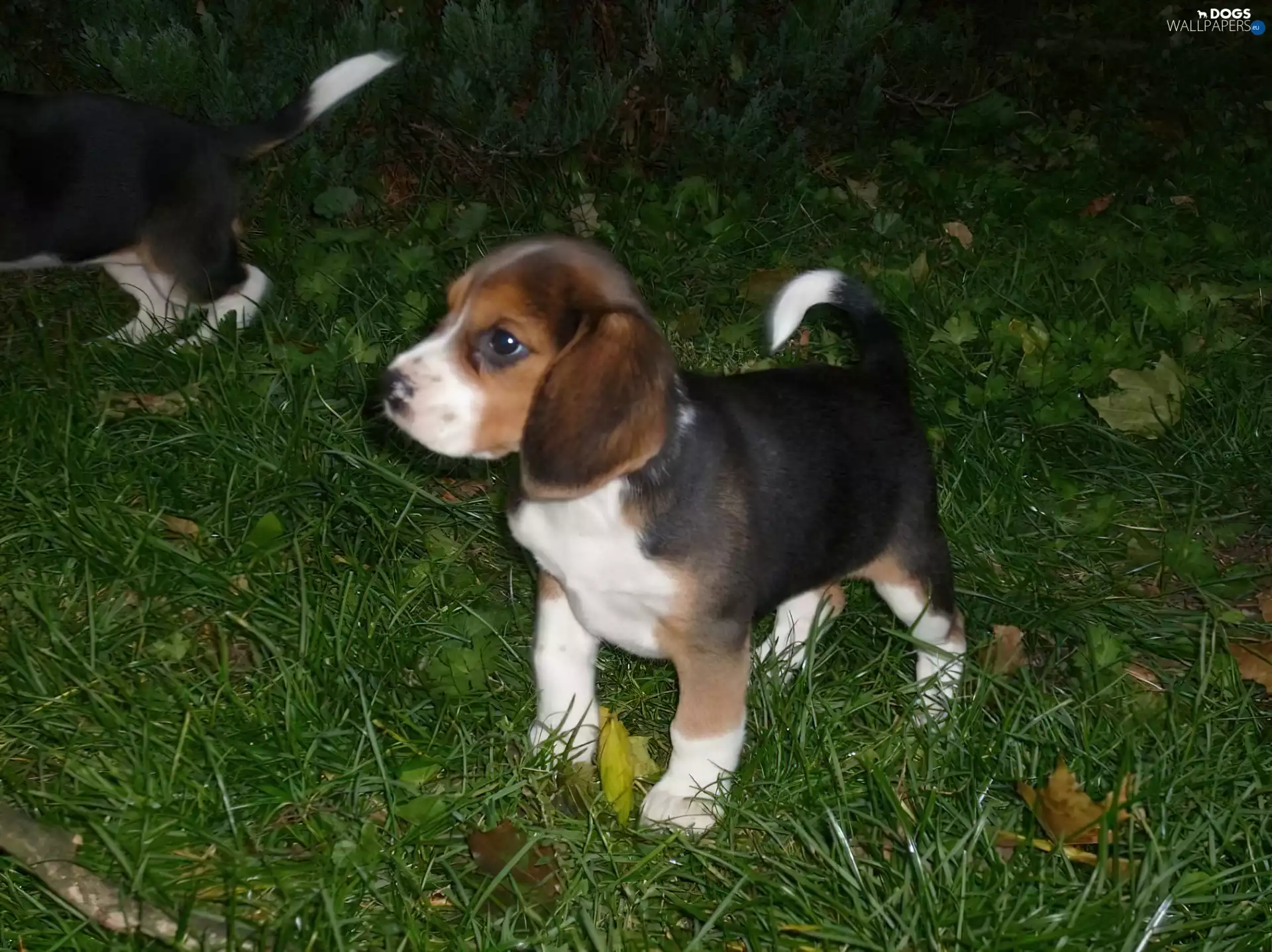 grass, puppie, Beagle