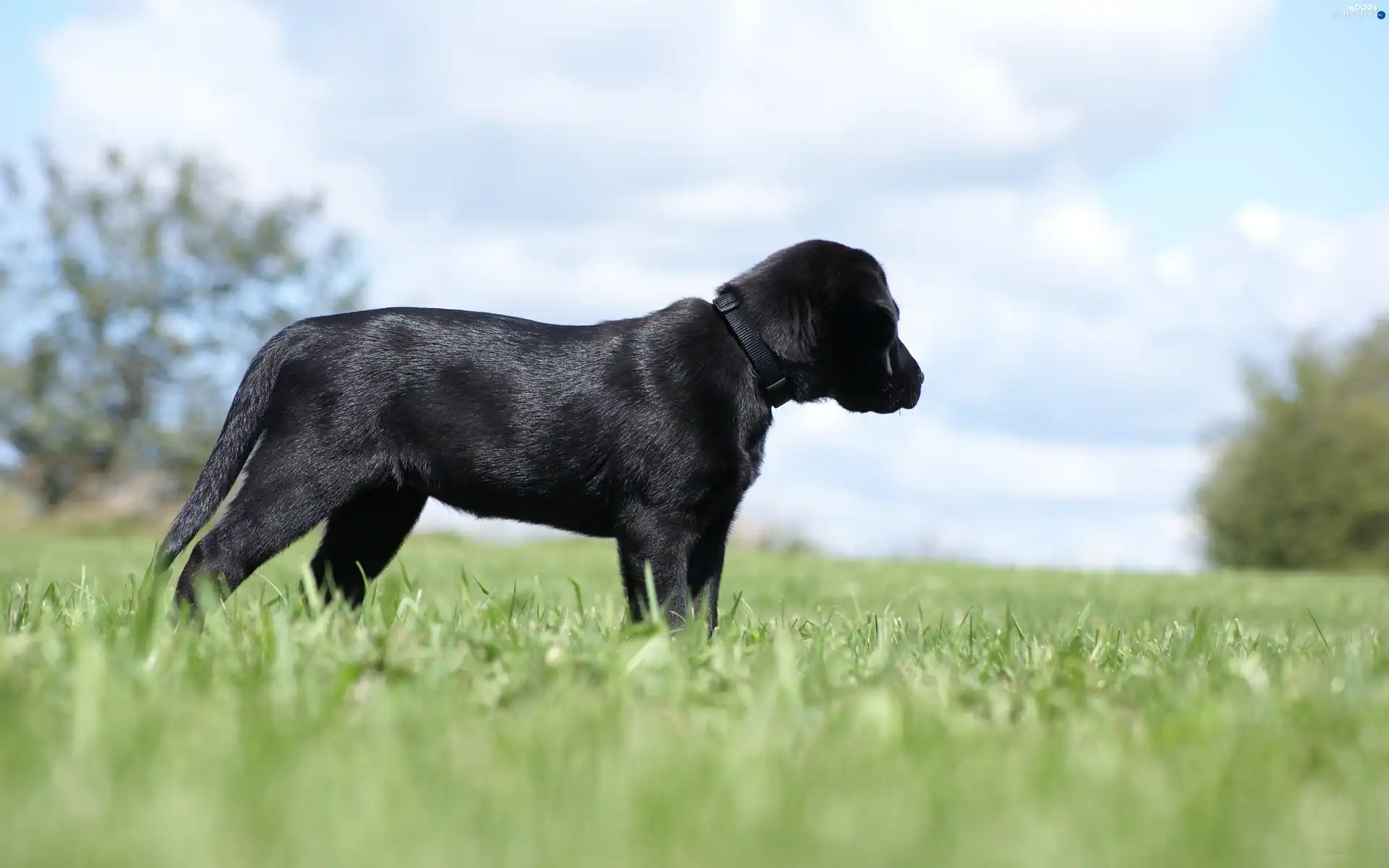 grass, retriever, Black, Labrador