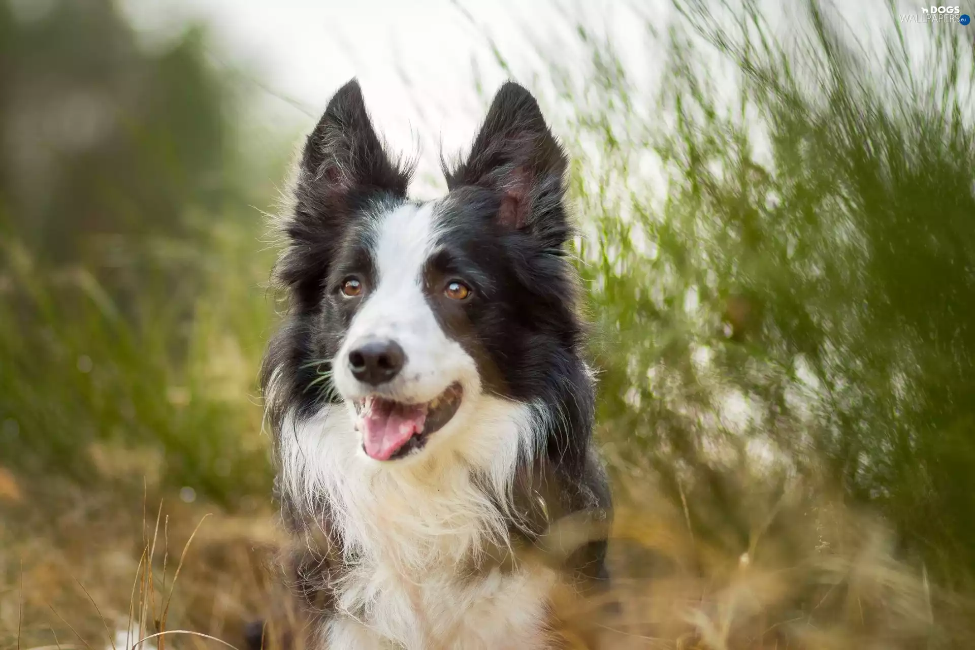 dog, grass, blur, Border Collie
