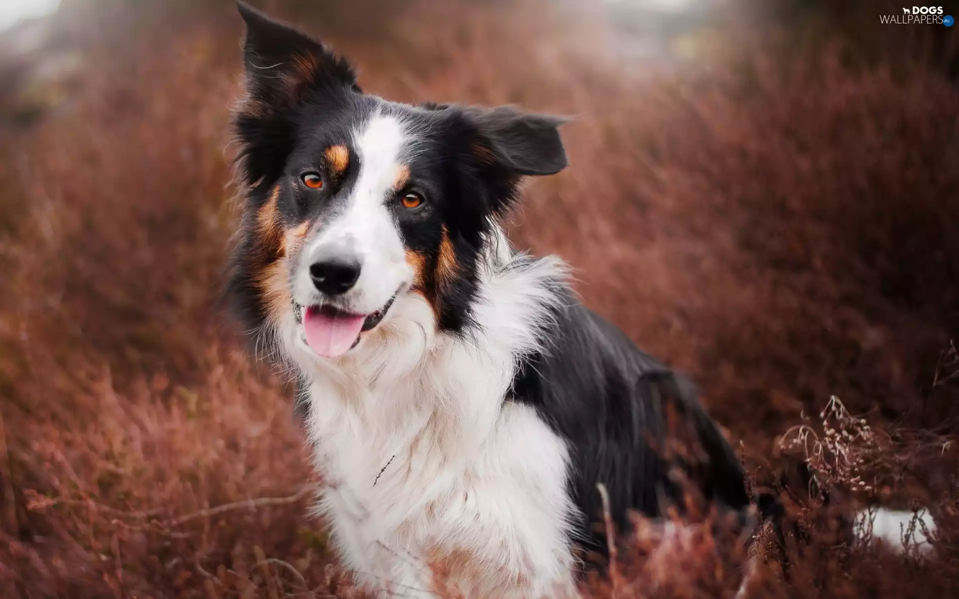 blur, Border Collie, grass
