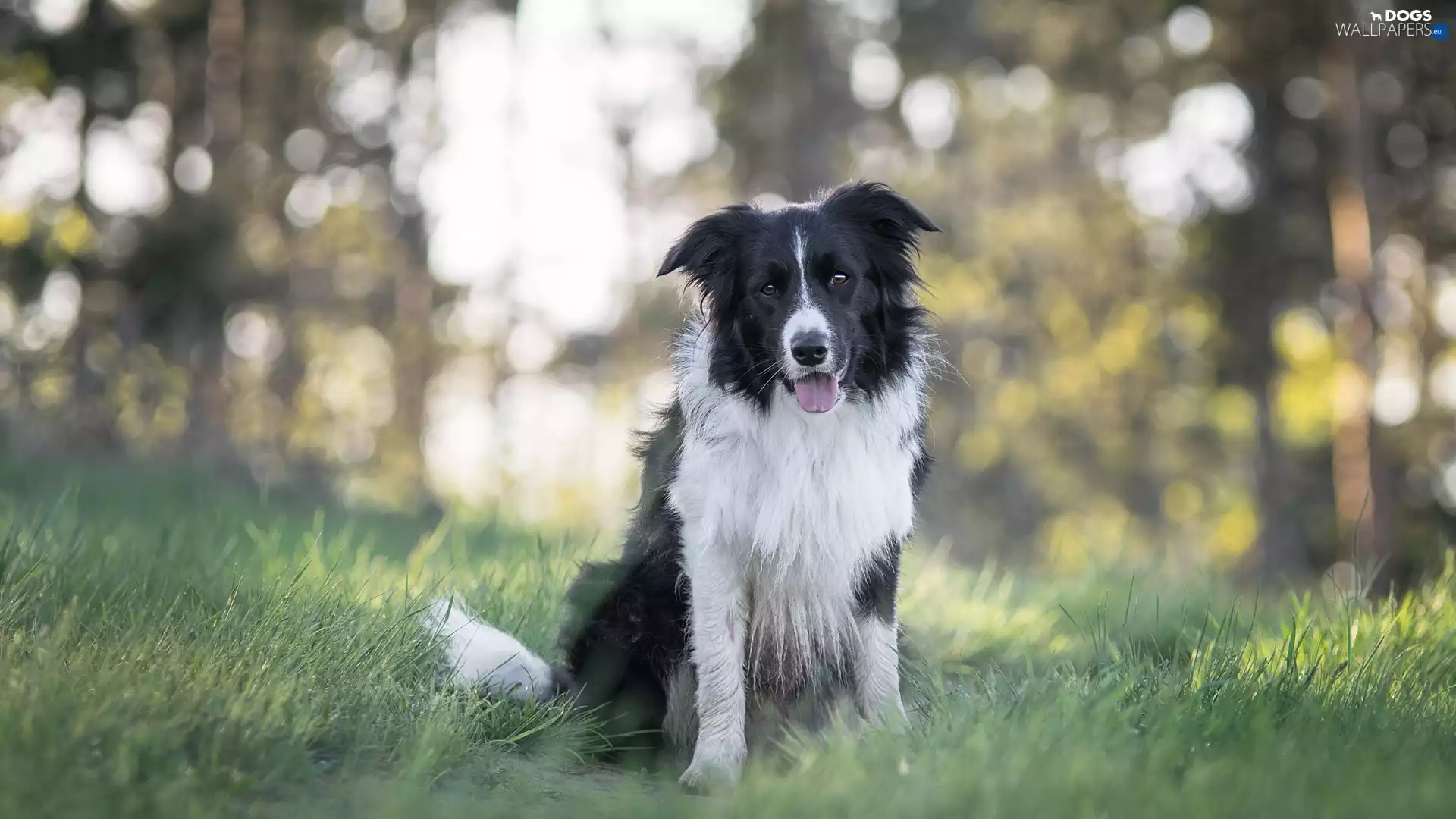 dog, grass, Bokeh, Border Collie