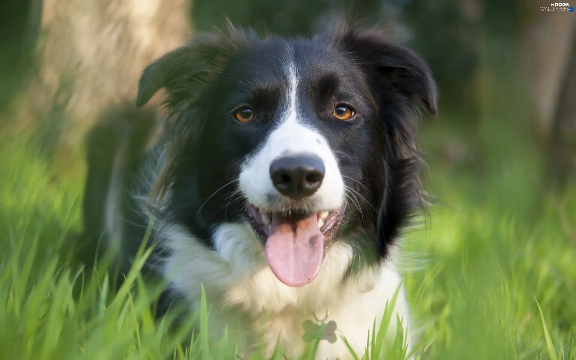 grass, Meadow, Border, Collie