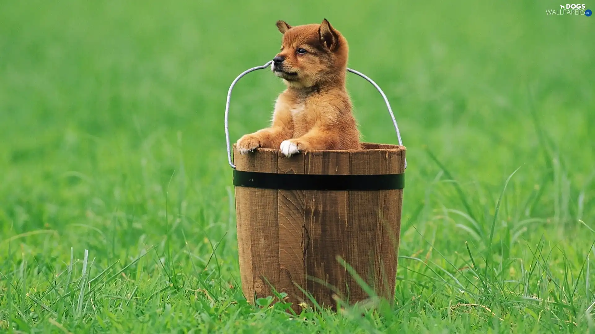 Bucket, grass, dog