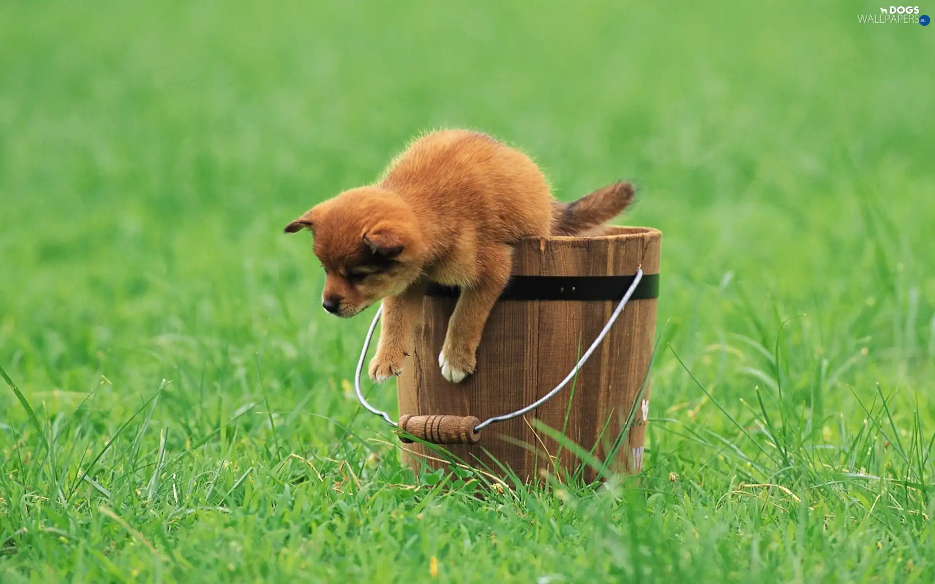 Bucket, grass, Puppy