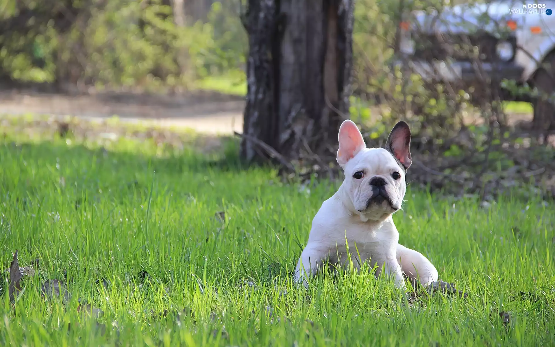 grass, Puppy, Buldog
