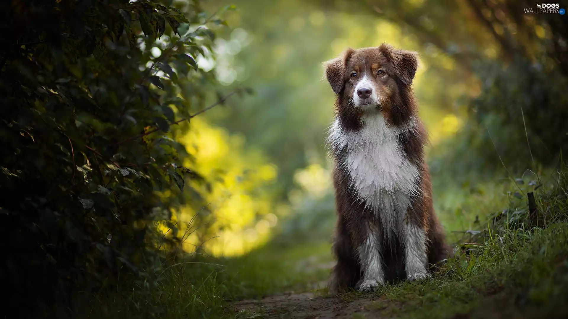 dog, grass, Bush, Australian Shepherd