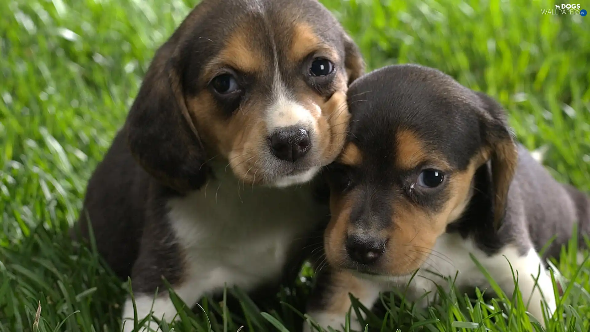 grass, an, Two cars, puppies