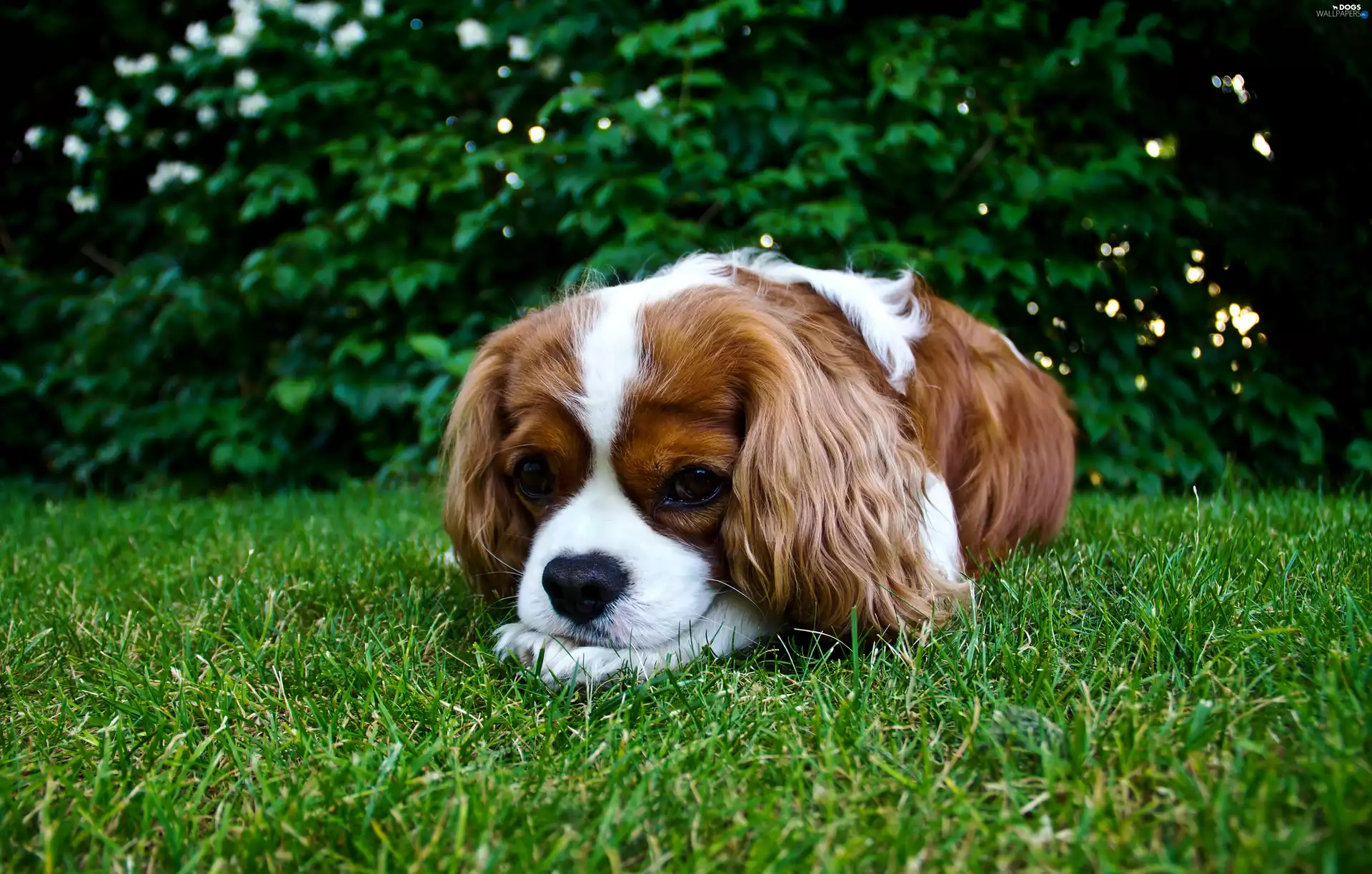 grass, doggy, Cavalier