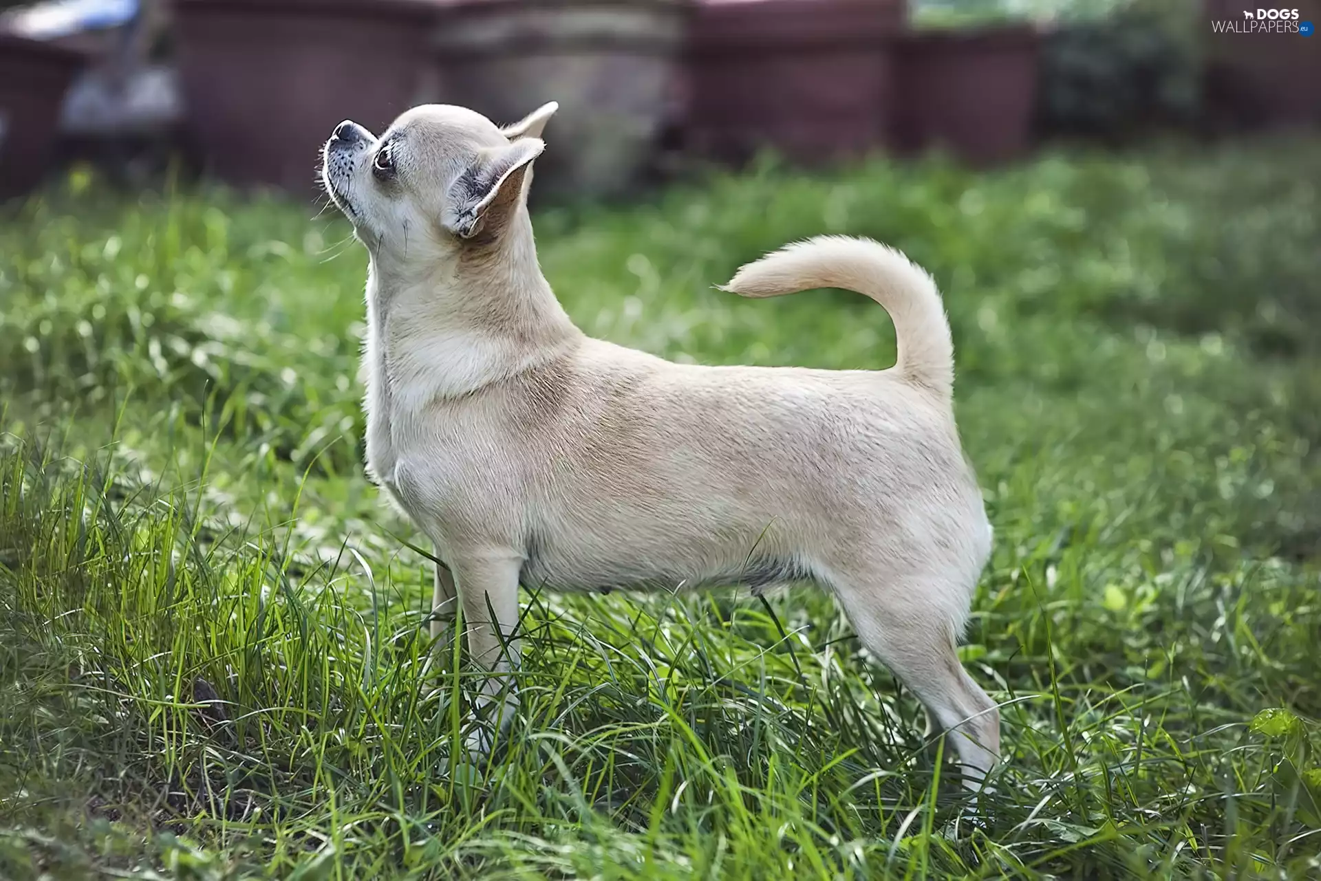 grass, doggy, Chihuahua