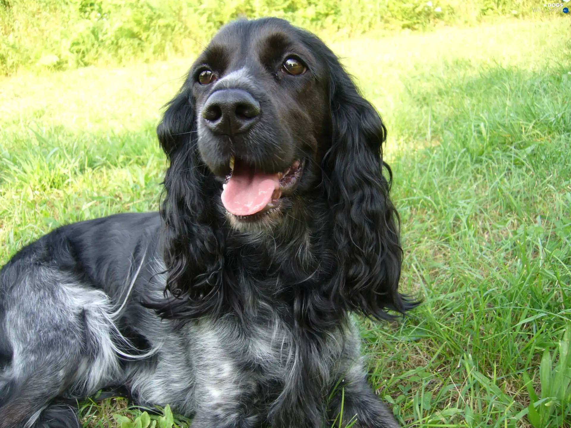 grass, Black, dog, Cocker Spaniel