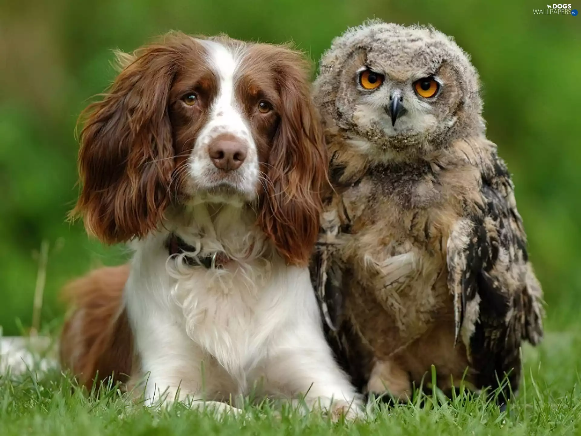 dog, grass, Cocker Spaniel, owl