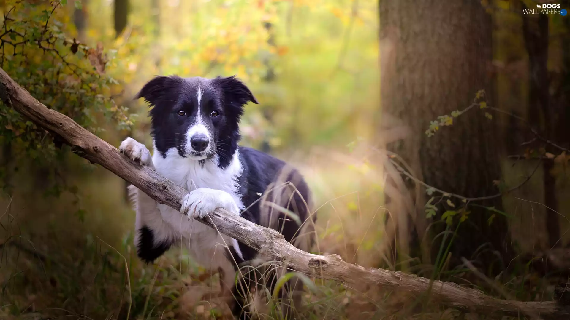 forest, Border Collie, viewes, branch, dog, trees, grass