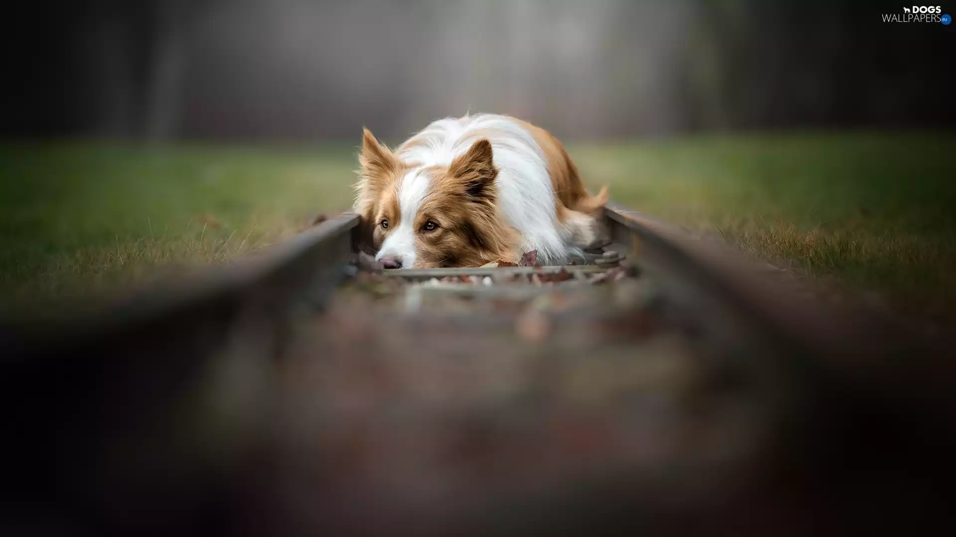 dog, ##, grass, Border Collie