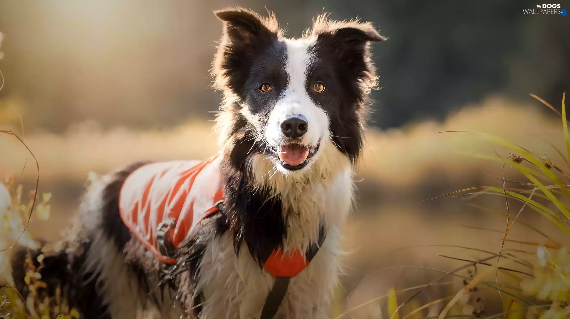 braces, coat, Meadow, grass, Border Collie