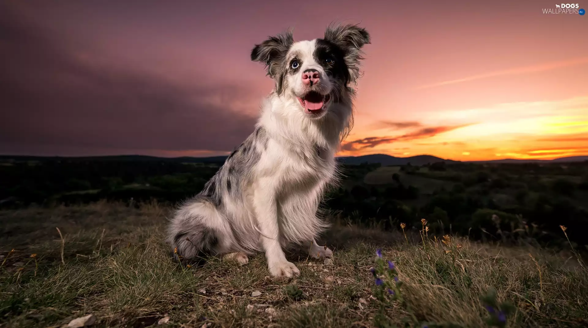 dog, Great Sunsets, grass, Border Collie