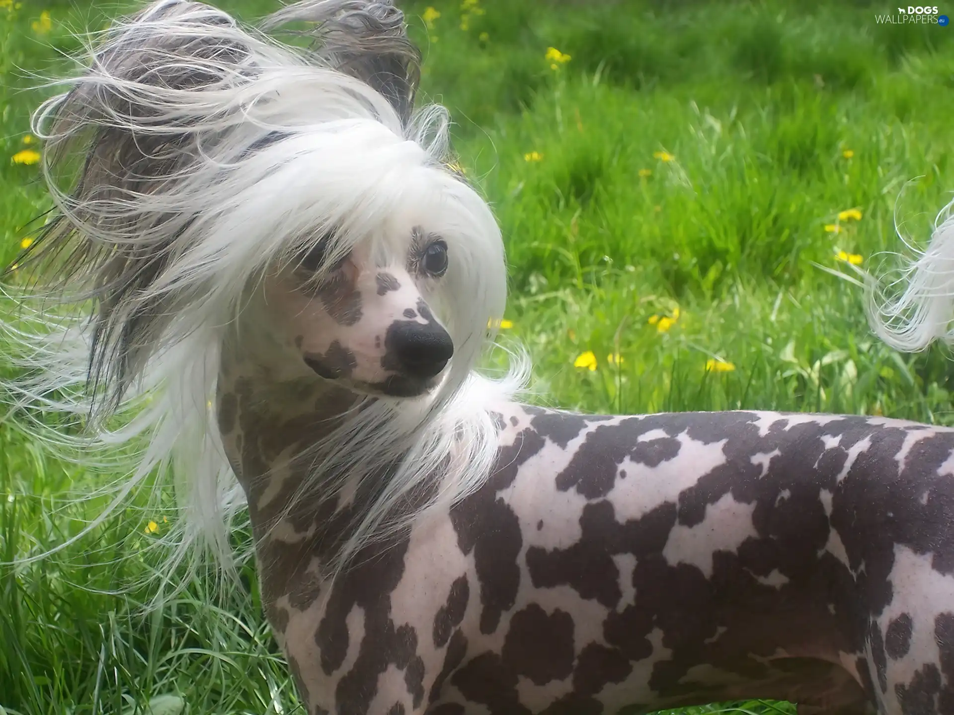grass, inese Crested Dog