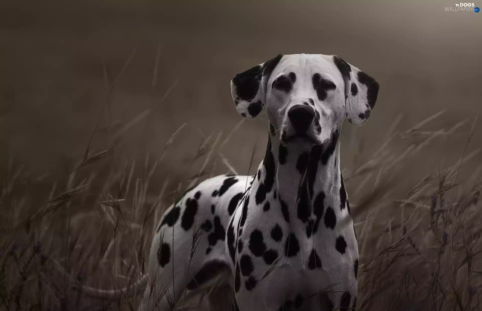 grass, dog, Dalmatian