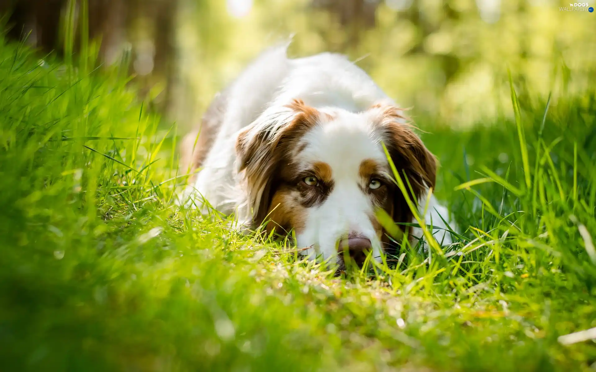 grass, dog