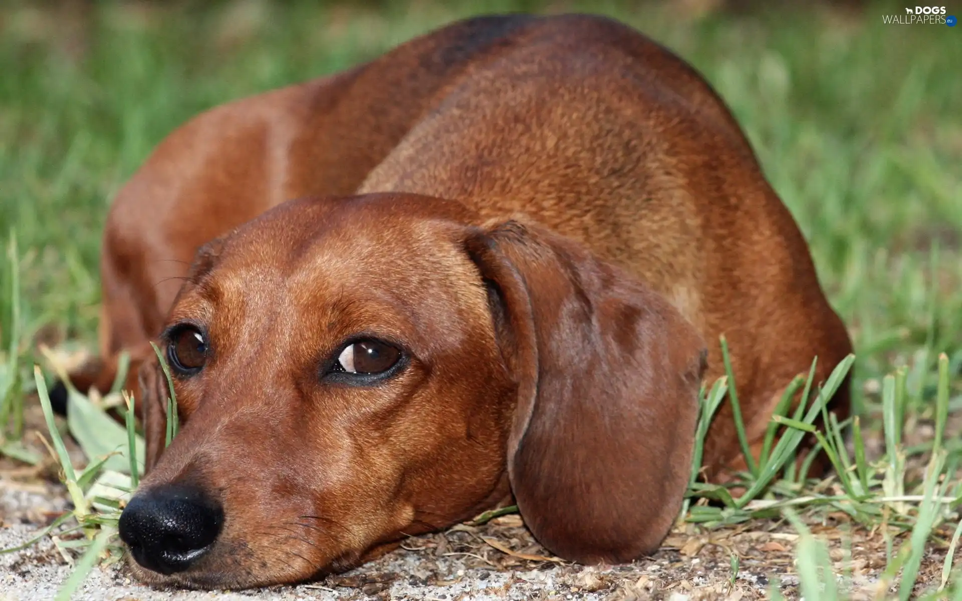 grass, dog
