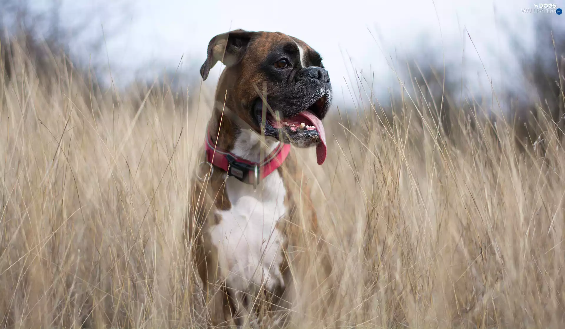 dog, grass, dog-collar, boxer