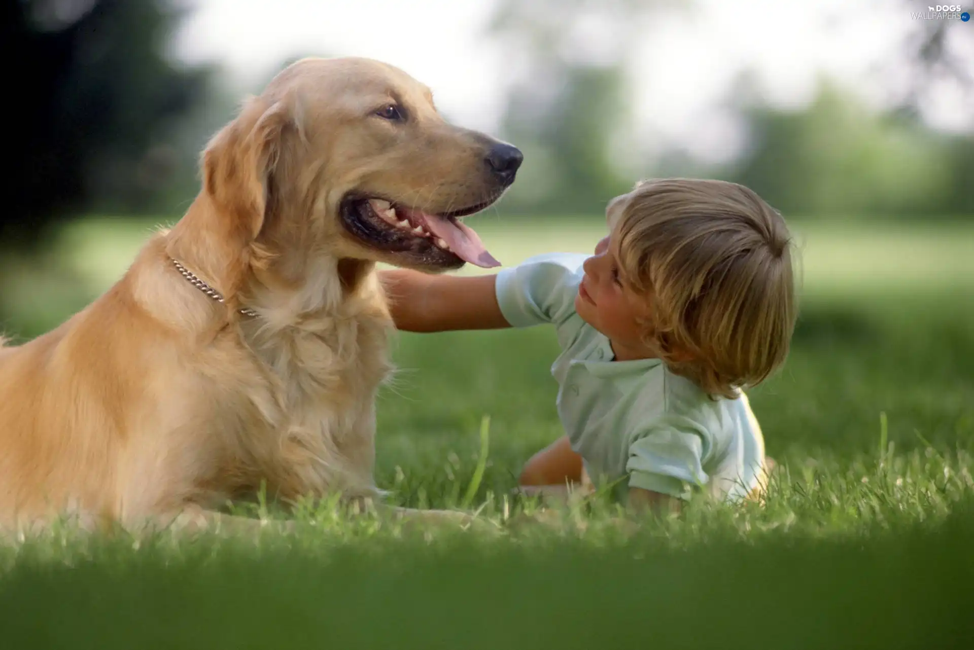 dog, grass, boy