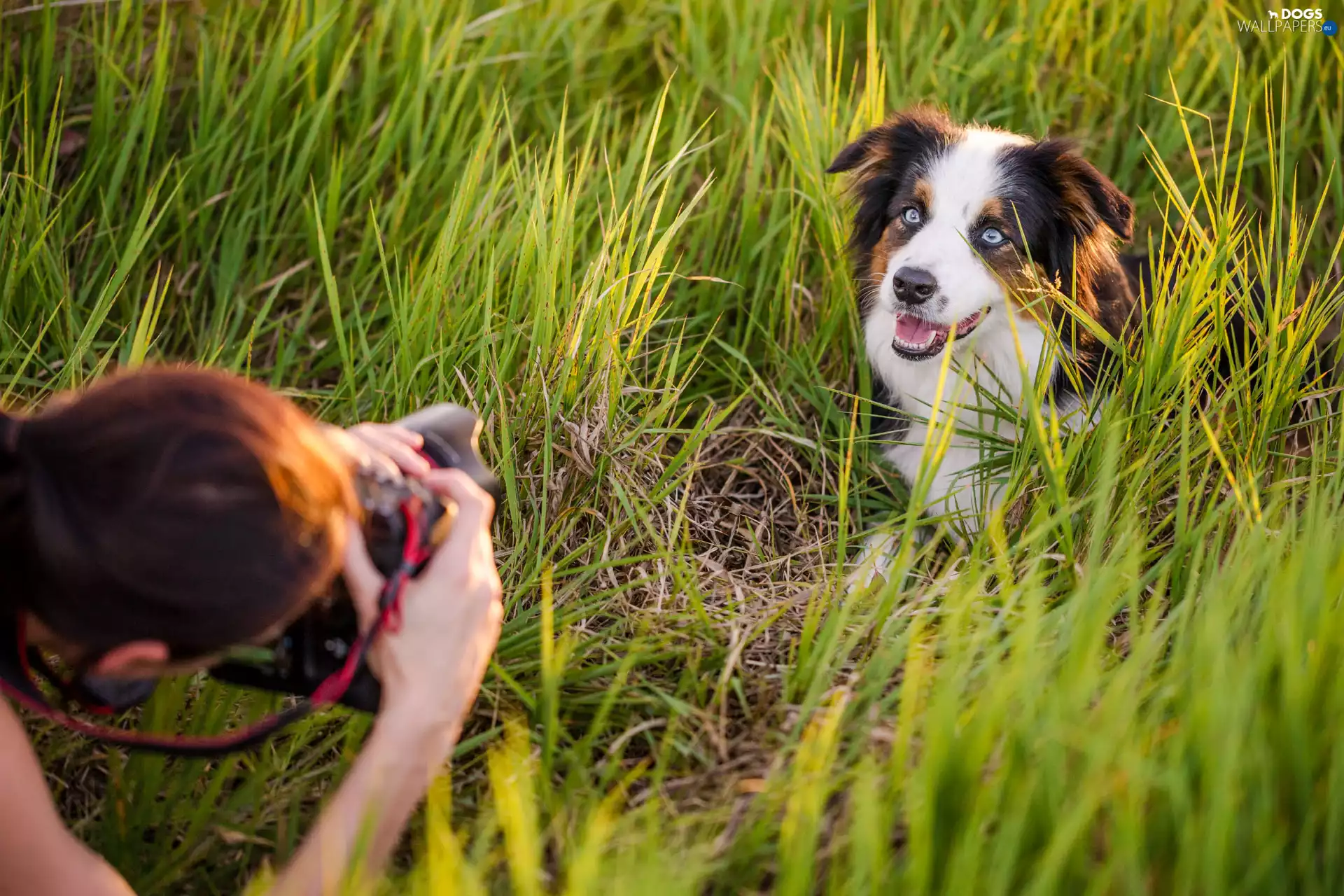 dog, photographer, Camera, grass