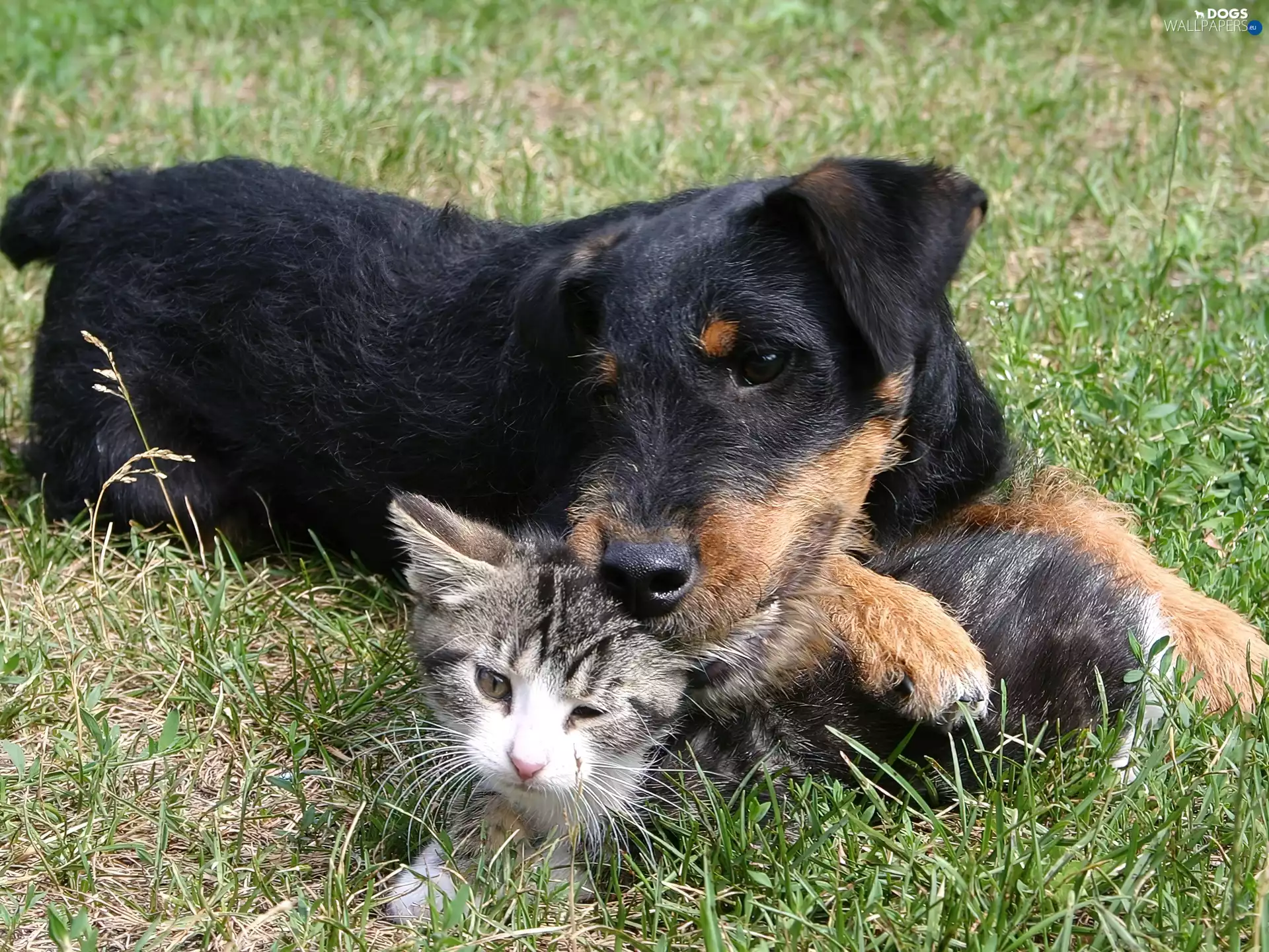 grass, cat, dog