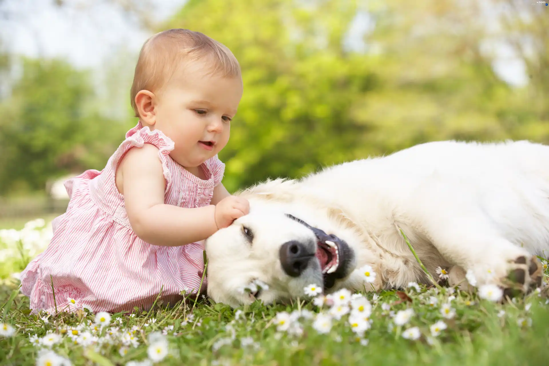 dog, grass, girl