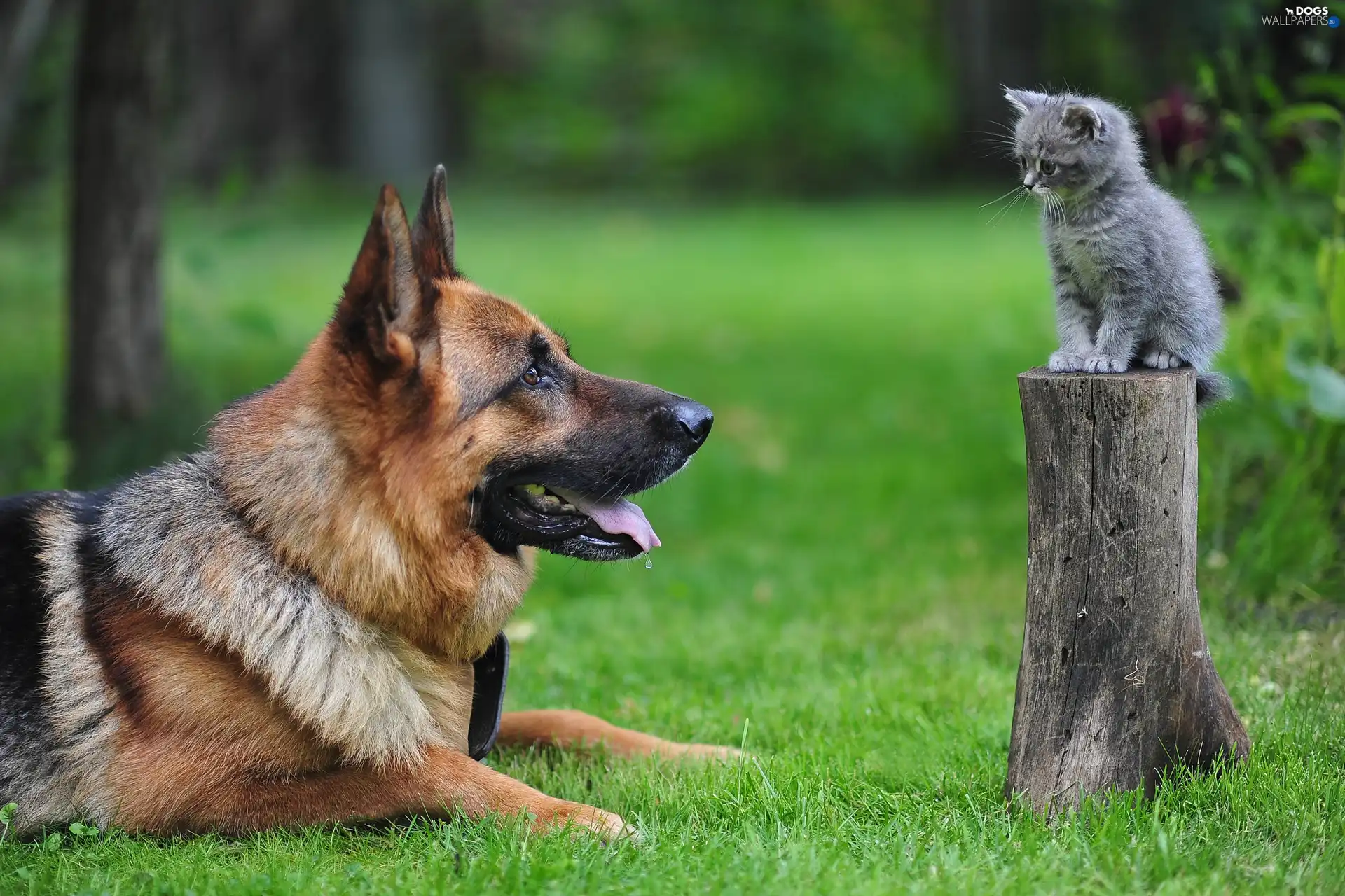 dog, grass, kitten