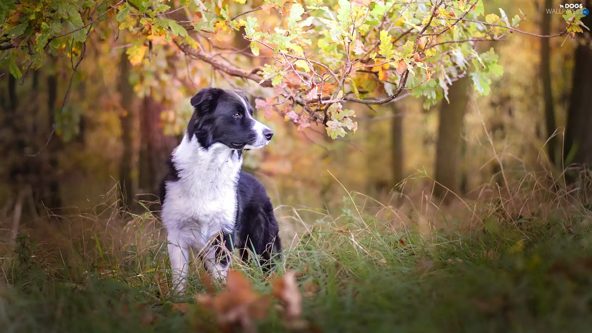 grass, forest, Leaf, trees, branch pics, Border Collie, dog, viewes