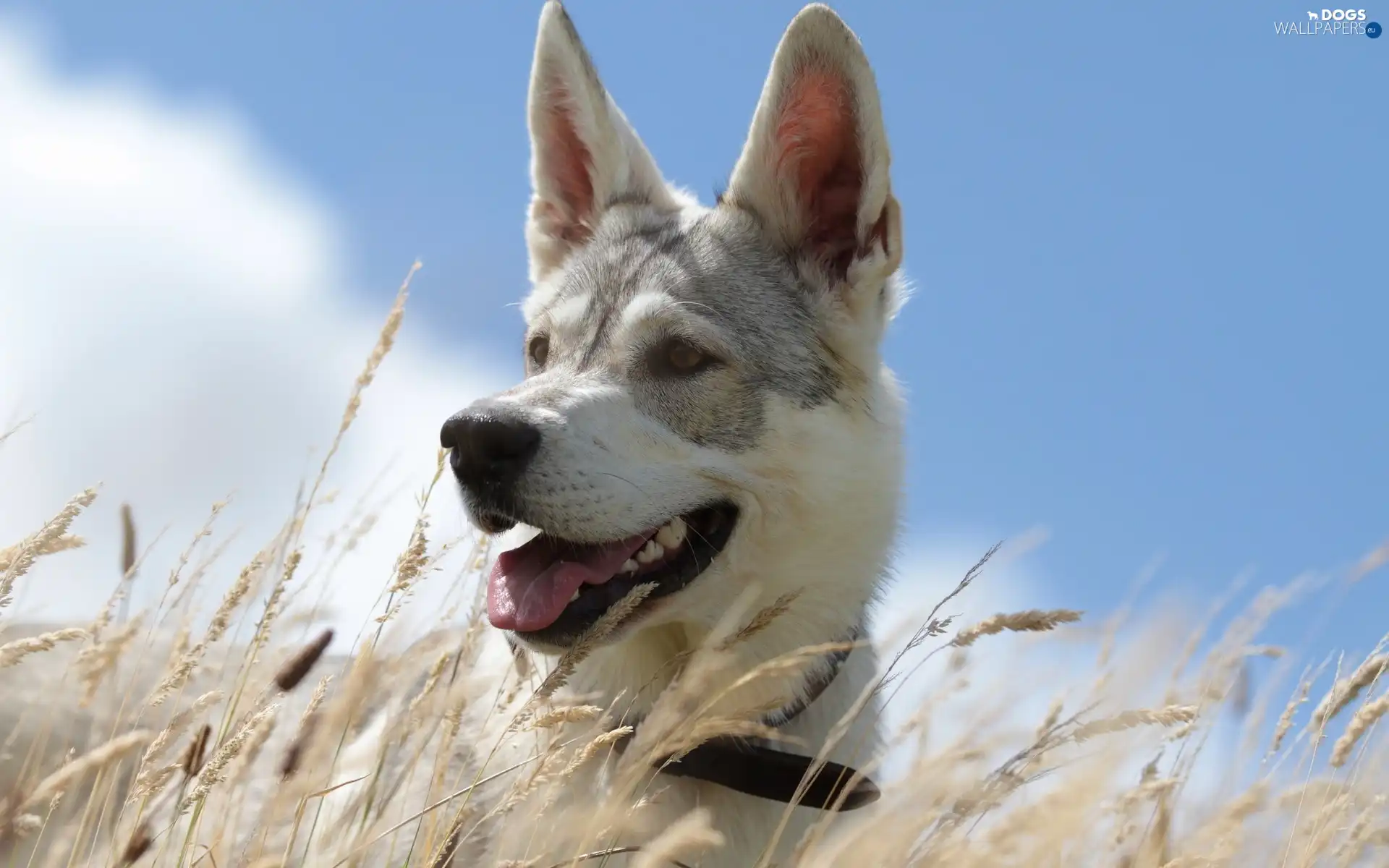 grass, Meadow, dog, Husky