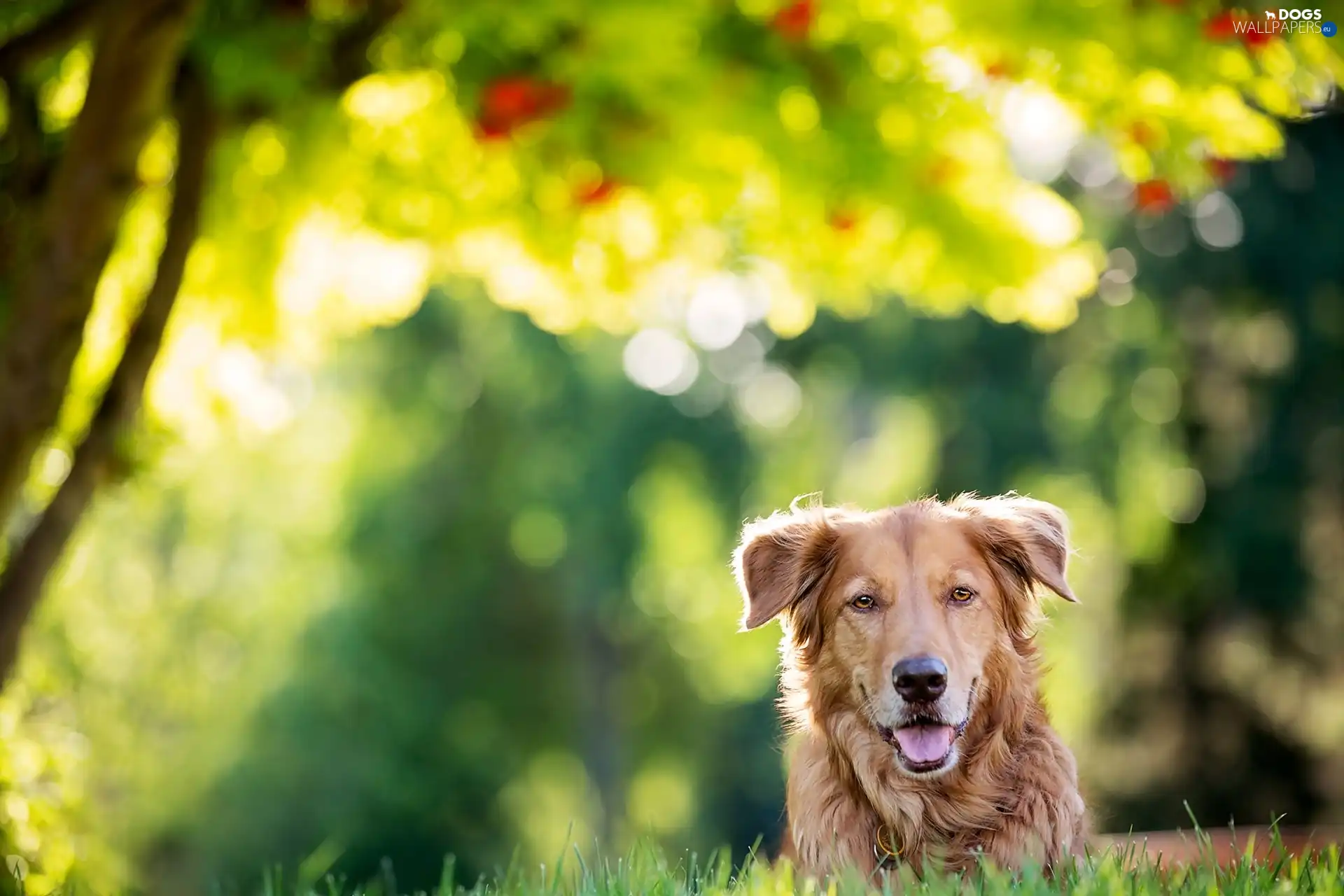 grass, Tounge, Mixed-breed dog, dog