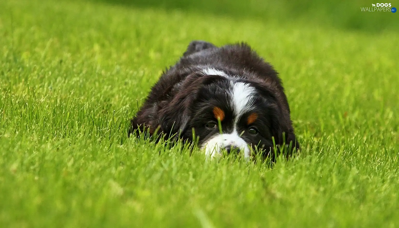 grass, Bernese Mountain Dog, doggy