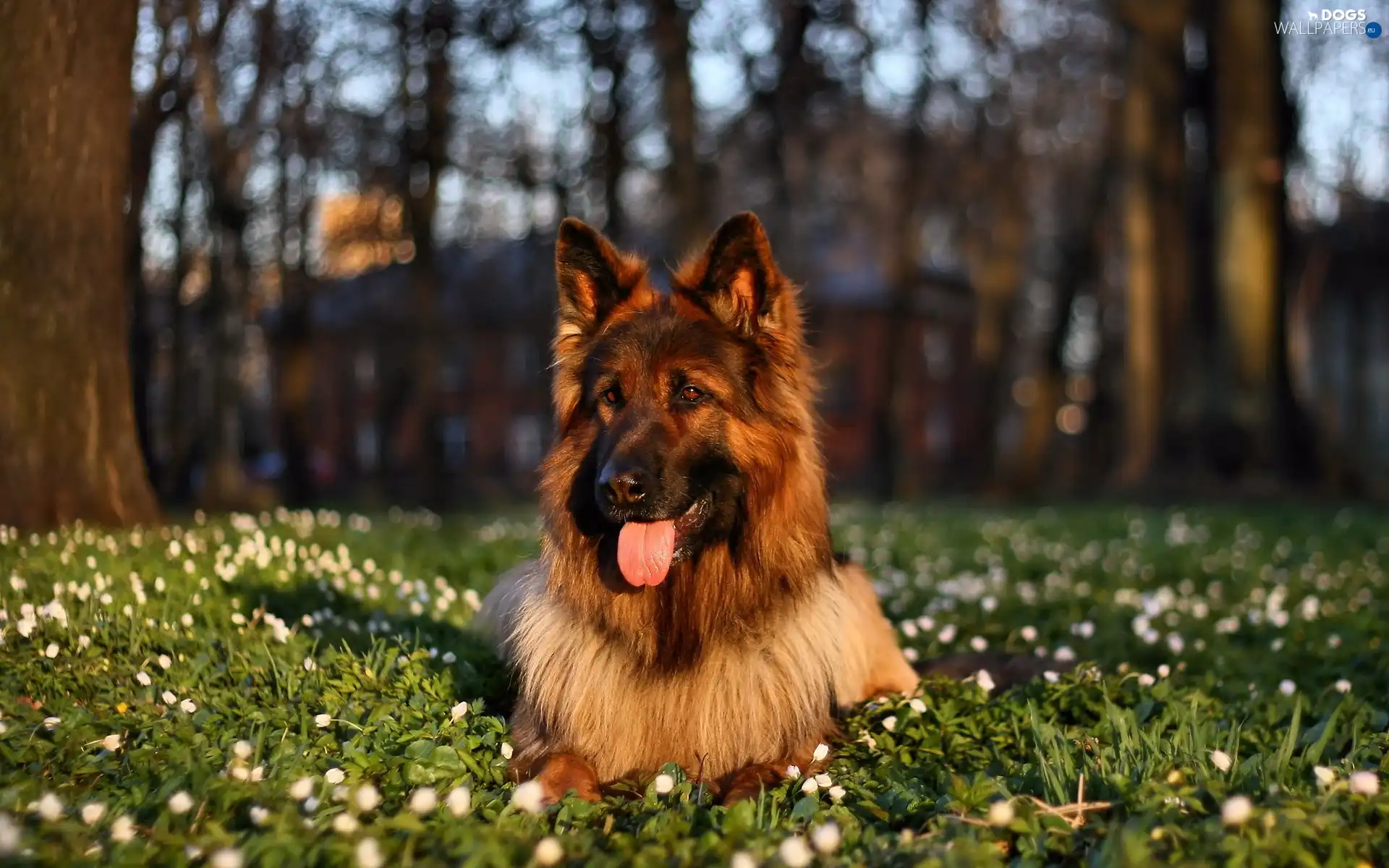 grass, forest, sheep-dog, german