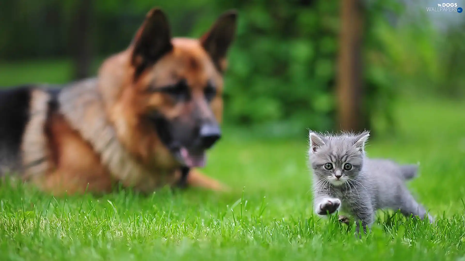 grass, kitten, sheep-dog, german