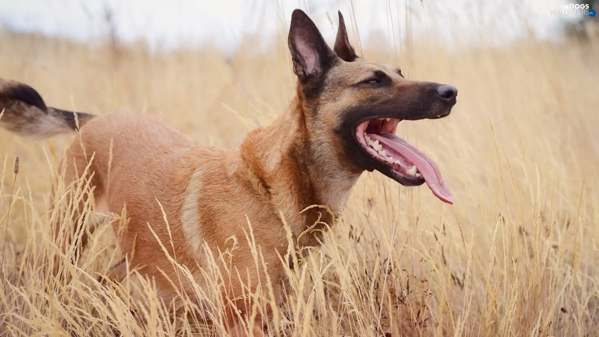 grass, Meadow, sheep-dog, belgian