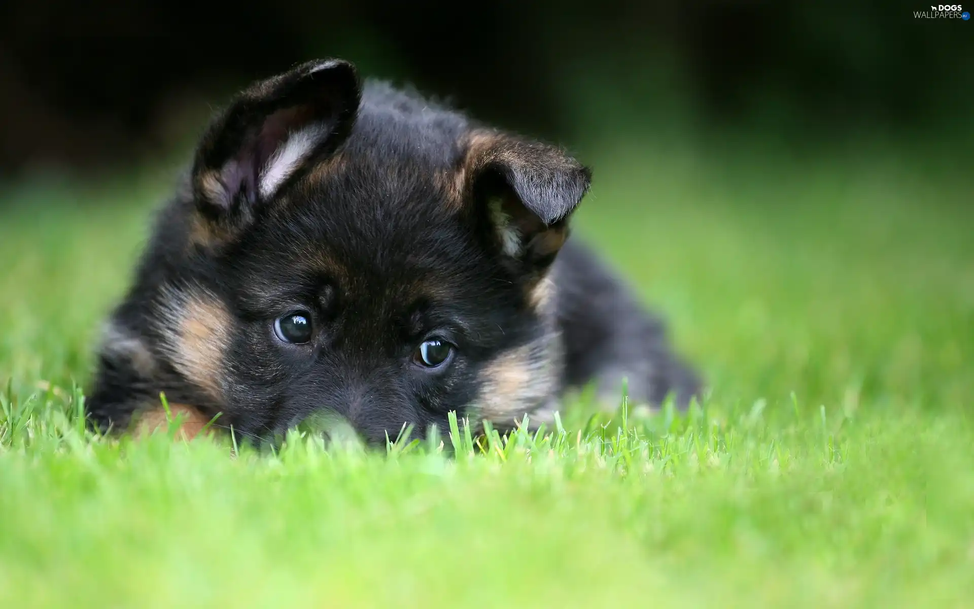 grass, Puppy, sheep-dog, german