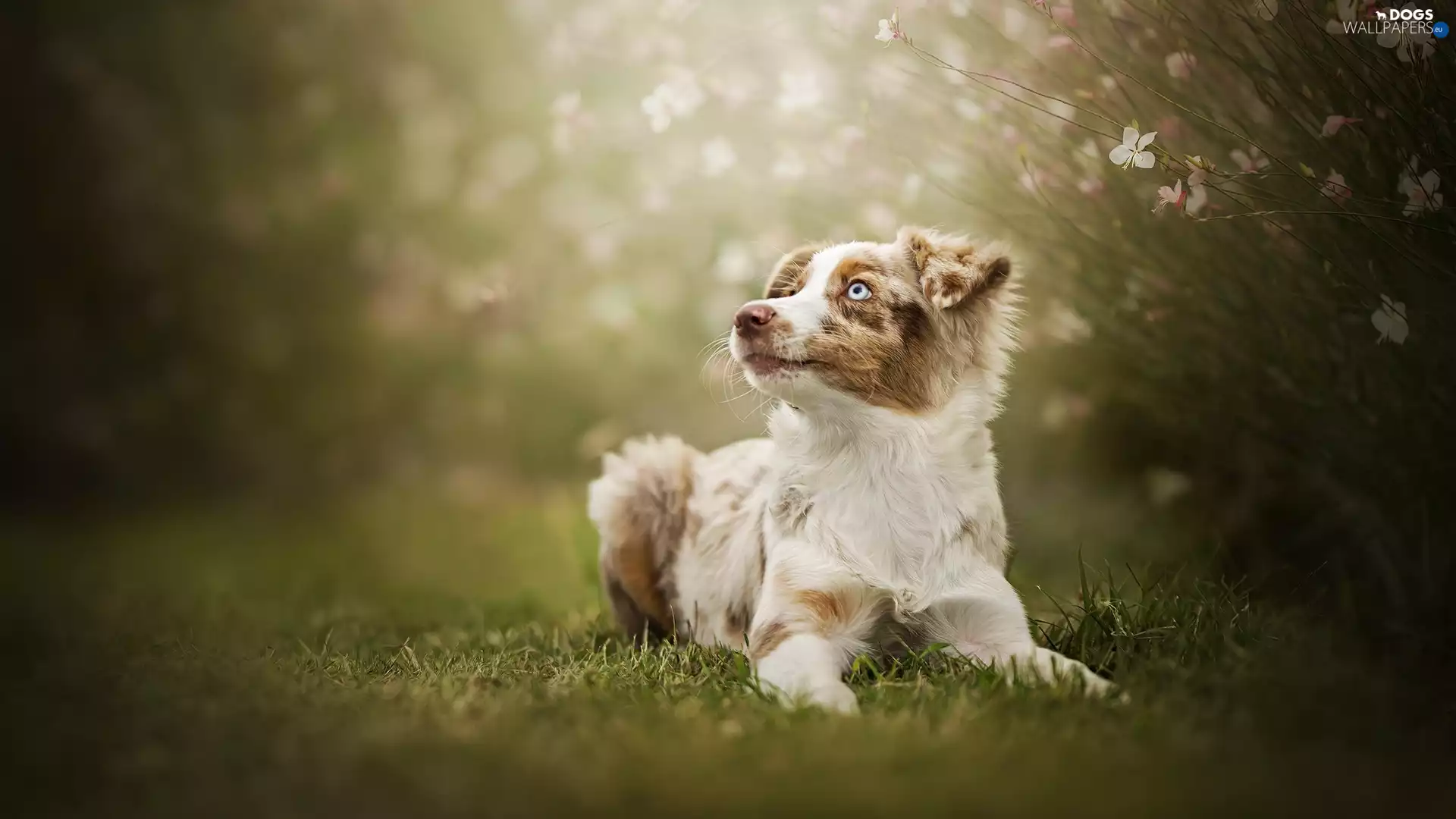 Australian Shepherd, dog, grass, Bush, Meadow, Puppy