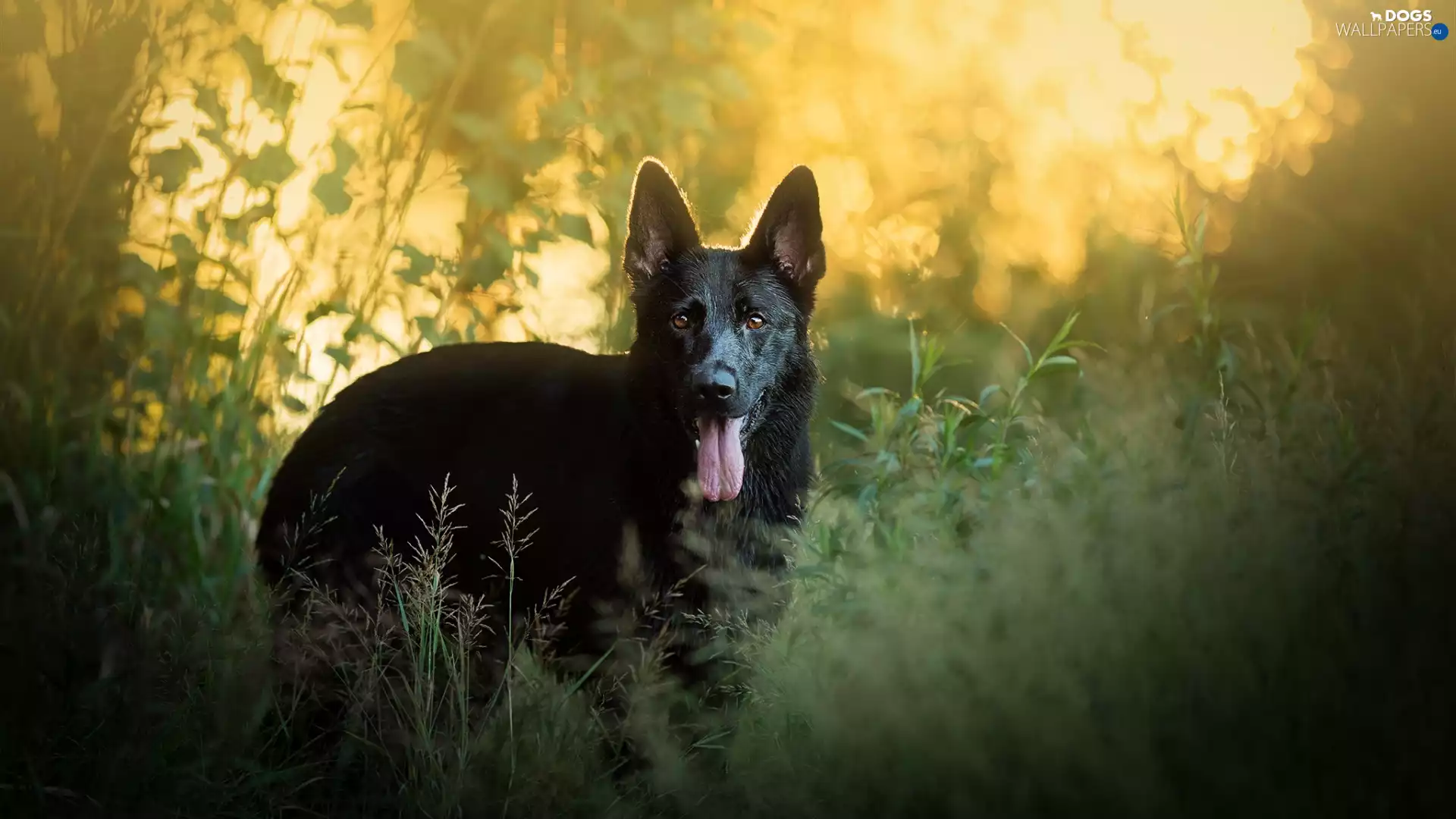 muzzle, Tounge, dog, Black German Shepherd Dog, grass