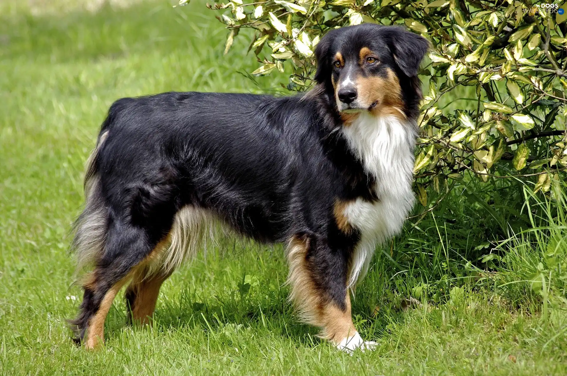 grass, dog